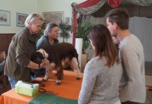 Erste Hilfe für den Hund